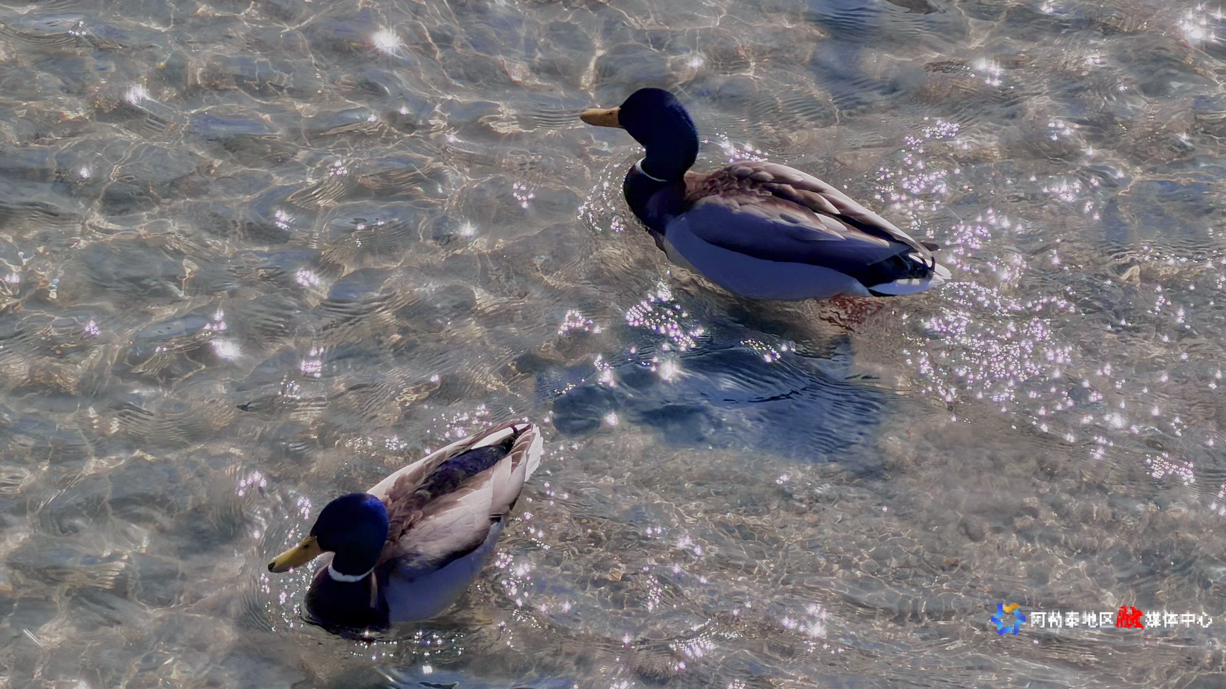 mmexport1773564984820